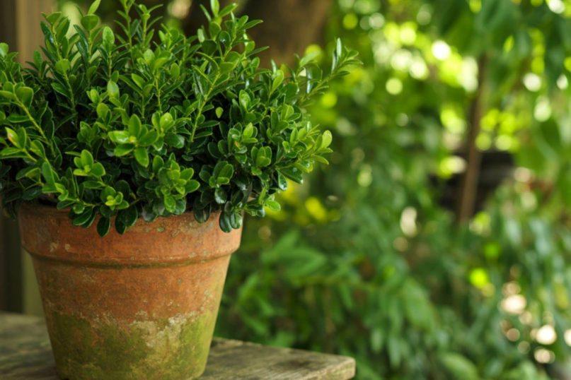 Kai sode norisi žalumos: geležinis visžalis augalas išgyvensiantis net didesnius šalčius