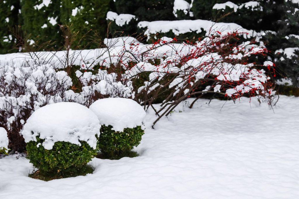 Kai sode norisi žalumos: geležinis visžalis augalas išgyvensiantis net didesnius šalčius. Kaip buksmedį apsaugoti žiemą