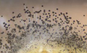 Kai vazone atsiranda pelėsis, išbandykite šiuos patarimus ir išsaugokite augalą