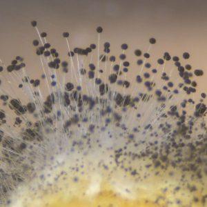 Kai vazone atsiranda pelėsis, išbandykite šiuos patarimus ir išsaugokite augalą