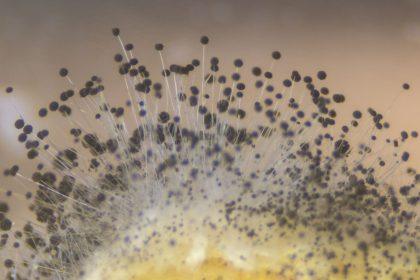 Kai vazone atsiranda pelėsis, išbandykite šiuos patarimus ir išsaugokite augalą