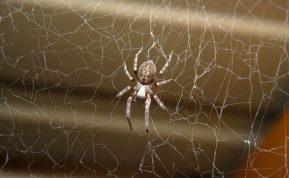 Kaip atsikratyti vorų namuose su cinamonu