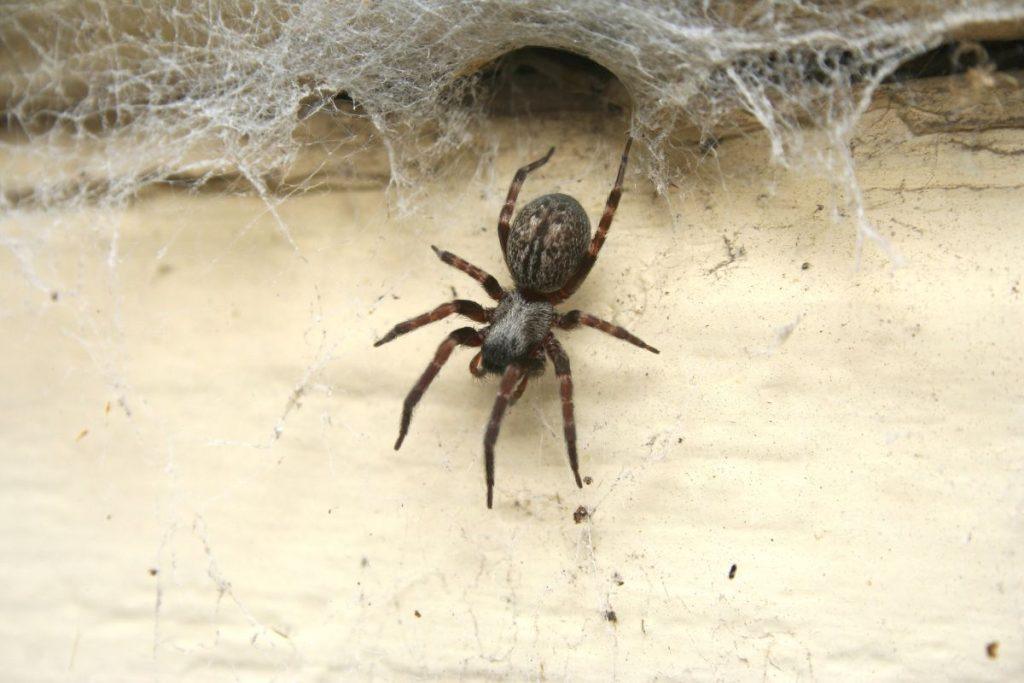Kaip atsikratyti vorų naudojant cinamoną