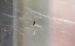 Kaip išvaryti vorus iš namų? Veiksmingas purškiklis