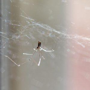 Kaip išvaryti vorus iš namų? Veiksmingas purškiklis