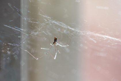 Kaip išvaryti vorus iš namų? Veiksmingas purškiklis