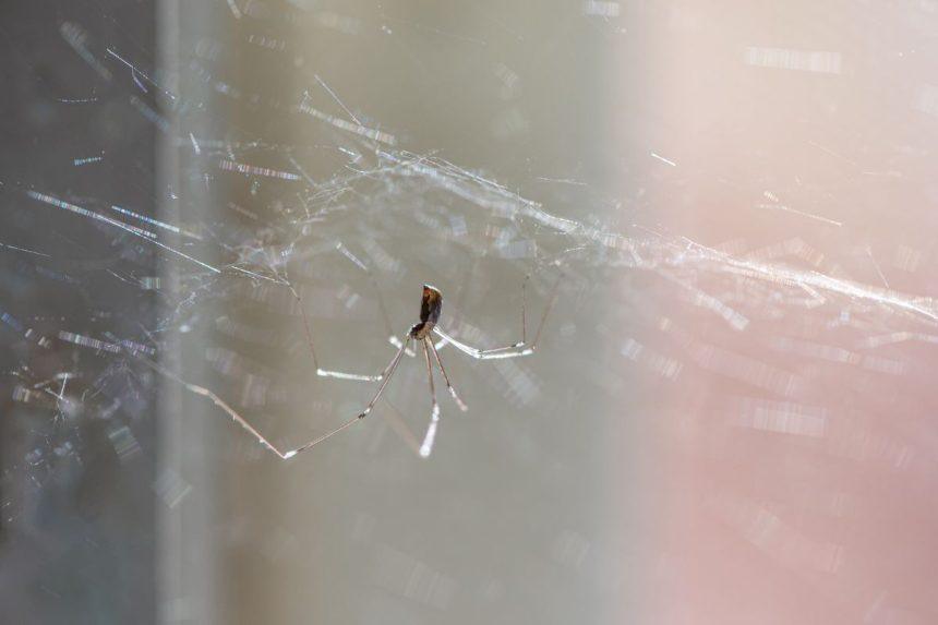 Kaip išvaryti vorus iš namų? Veiksmingas purškiklis