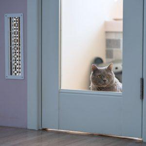 Kaip katės jaučia šeimininką: mokslinis paaiškinimas be mistikos