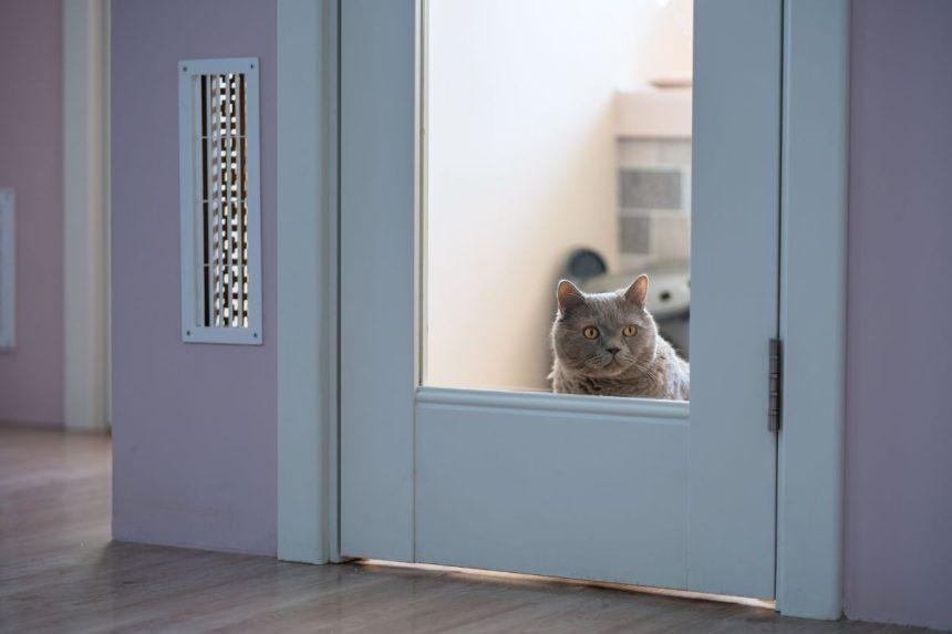 Kaip katės jaučia šeimininką: mokslinis paaiškinimas be mistikos