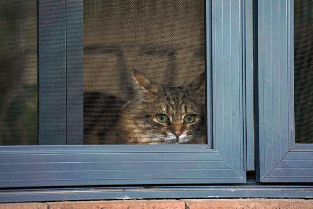 Kaip katės žino, kad šeimininkas grįžta namo: atsakymas slypi jų pojūčiuose