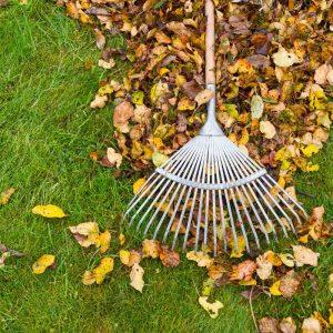 Kaip paruošti veją žiemai: natūralus tręšimas lapkričio mėnesį