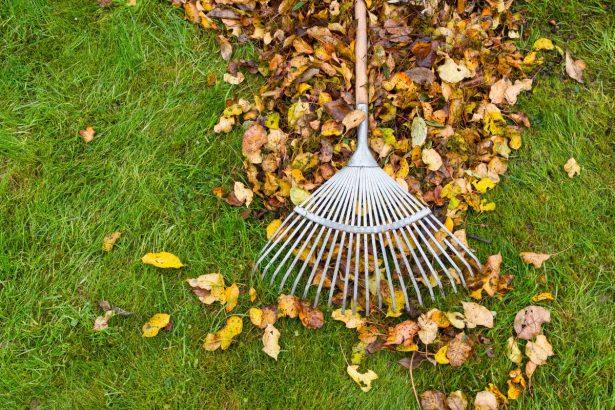 Kaip paruošti veją žiemai: natūralus tręšimas lapkričio mėnesį