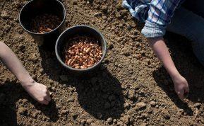 Kaip pasodinti laiškinius svogūnus rudenį, kad pavasarį gautumėte derlių