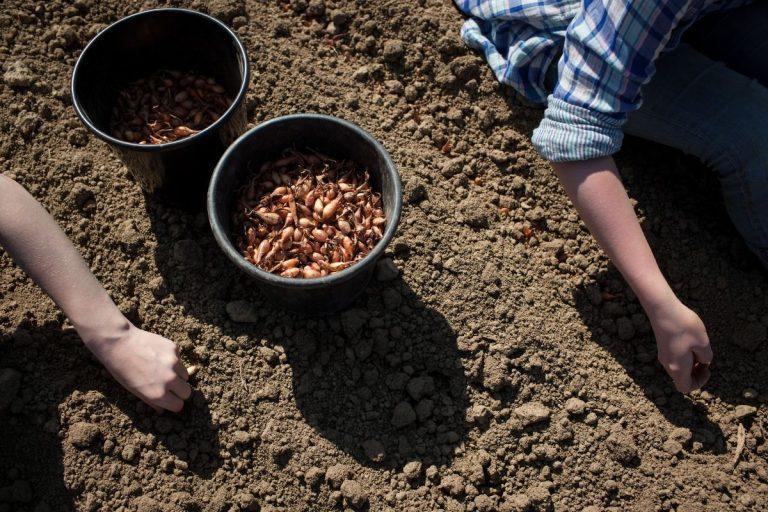 Kaip pasodinti laiškinius svogūnus rudenį, kad pavasarį gautumėte derlių