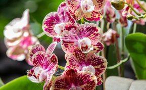 Kaip vandenilio peroksidas gali prikelti jūsų orchidėjas ir kitus augalus. Vadovaukitės šiuo gidu