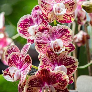 Kaip vandenilio peroksidas gali prikelti jūsų orchidėjas ir kitus augalus. Vadovaukitės šiuo gidu