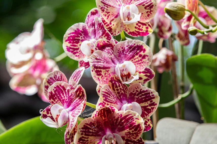 Kaip vandenilio peroksidas gali prikelti jūsų orchidėjas ir kitus augalus. Vadovaukitės šiuo gidu