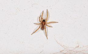 Kas į mūsų namus privilioja vorus?