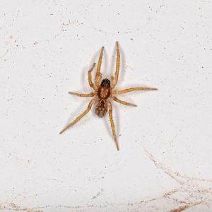 Kas į mūsų namus privilioja vorus?