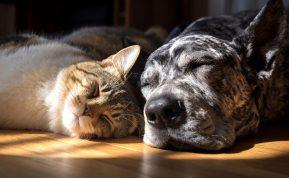 Kas iš tiesų protingesni – šunys ar katės? Nauji tyrimai verčia suabejoti senais įsitikinimais