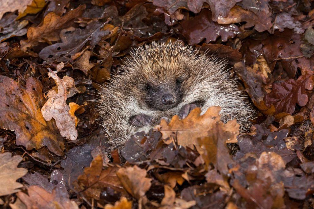Kas yra žiemos miegas?