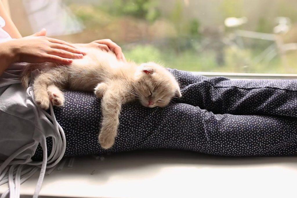 Katės mėgsta miegoti ant šeimininko dėl streso ir nerimo mažinimo