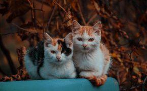 Katės spalva: kurie murkliai geriausiai pritraukia meilę ir laimę į namus?