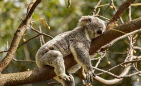 Kiek valandų miego užtenka žmogui pagal jo amžių?