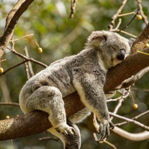 Kiek valandų miego užtenka žmogui pagal jo amžių?