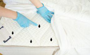 Ko bijo blakės ir kaip efektyviai jų atsikratyti namuose