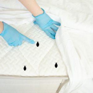 Ko bijo blakės ir kaip efektyviai jų atsikratyti namuose