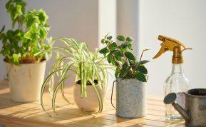 Kodėl augalai nuvysta žiemą ir kaip juos išsaugoti namuose