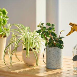 Kodėl augalai nuvysta žiemą ir kaip juos išsaugoti namuose