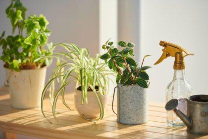 Kodėl augalai nuvysta žiemą ir kaip juos išsaugoti namuose