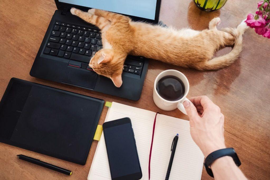 Kodėl katės laukia prie durų? Kaip jos jaučia šeimininko sugrįžimą