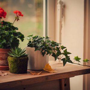 Kodėl medinės palangės yra pats geriausias pasirinkimas?