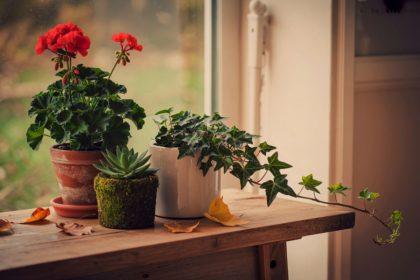 Kodėl medinės palangės yra pats geriausias pasirinkimas?