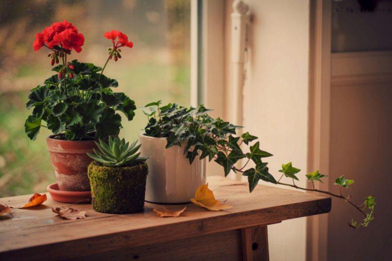 Kodėl medinės palangės yra pats geriausias pasirinkimas?