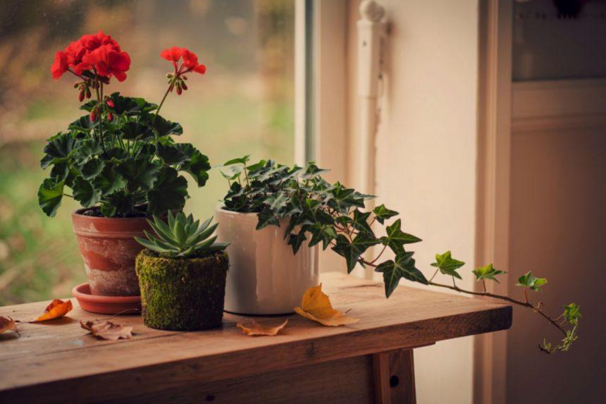 Kodėl medinės palangės yra pats geriausias pasirinkimas?