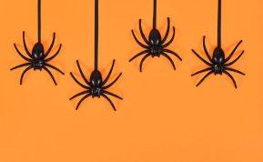 Kodėl namuose būna daug vorų? Sužinokite visą tiesą.