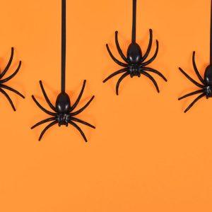 Kodėl namuose būna daug vorų? Sužinokite visą tiesą.