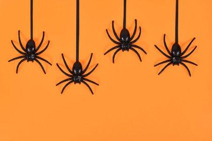 Kodėl namuose būna daug vorų? Sužinokite visą tiesą.