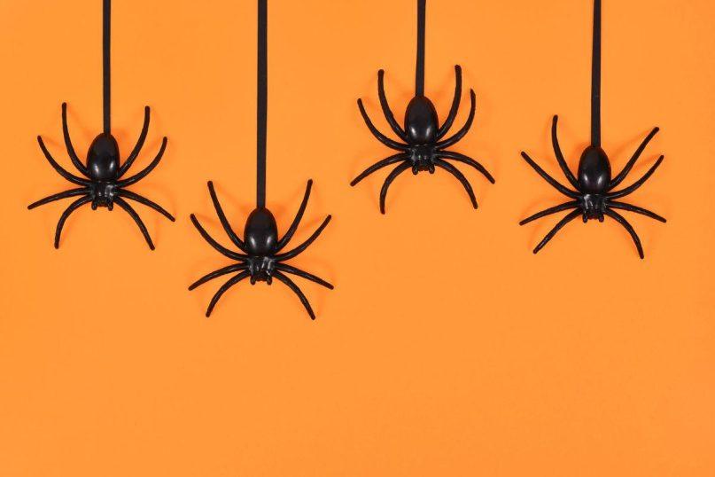 Kodėl namuose būna daug vorų? Sužinokite visą tiesą.