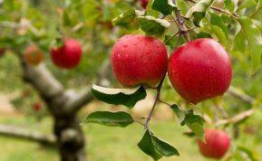 Kodėl obelis rudenį nenumeta lapų: patarimai sodininkui