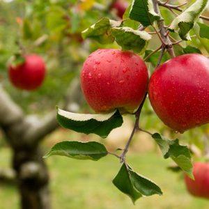 Kodėl obelis rudenį nenumeta lapų: patarimai sodininkui