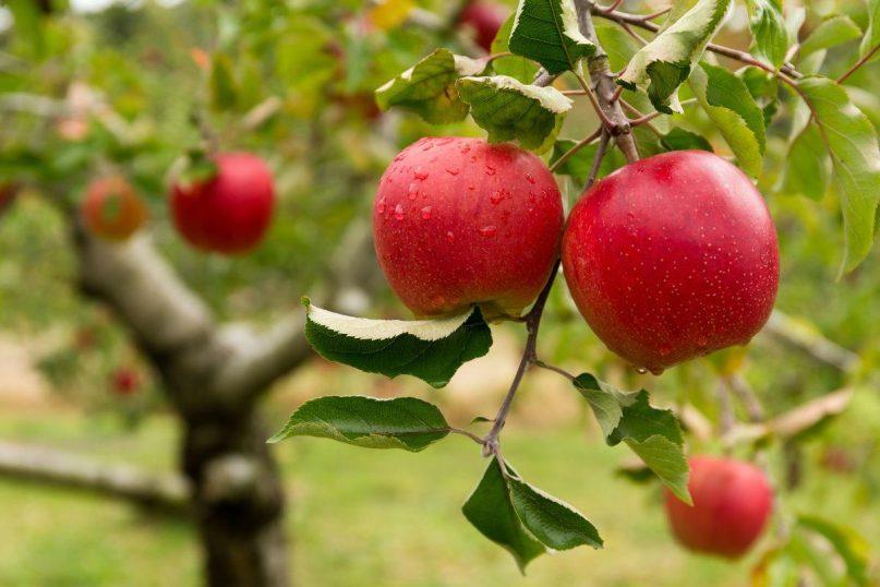 Kodėl obelis rudenį nenumeta lapų: patarimai sodininkui