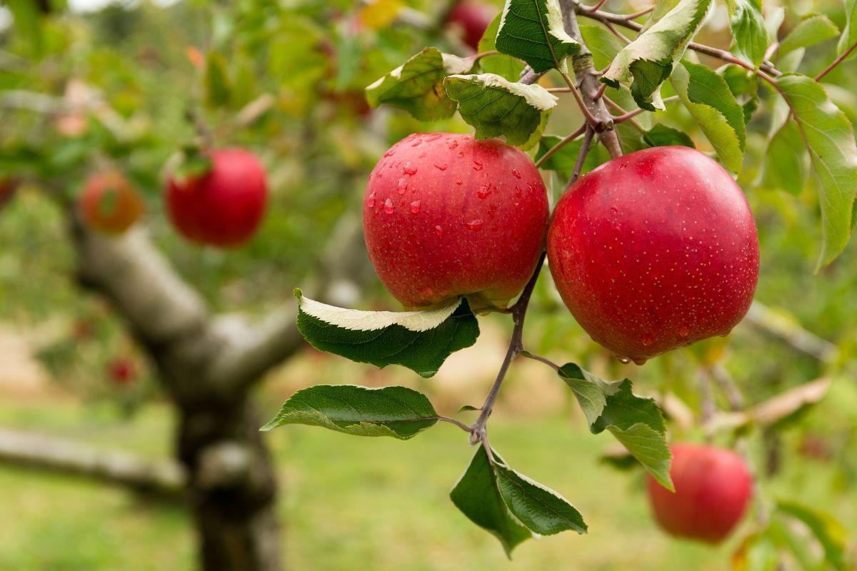 Kodėl obelis rudenį nenumeta lapų: patarimai sodininkui