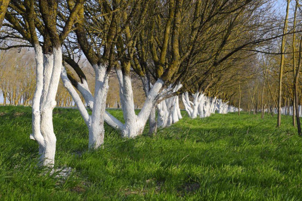 Kodėl reikia balinti medžius?