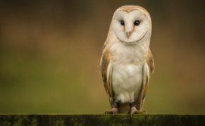 Kodėl sapnuojame pelėdas?