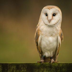 Kodėl sapnuojame pelėdas?